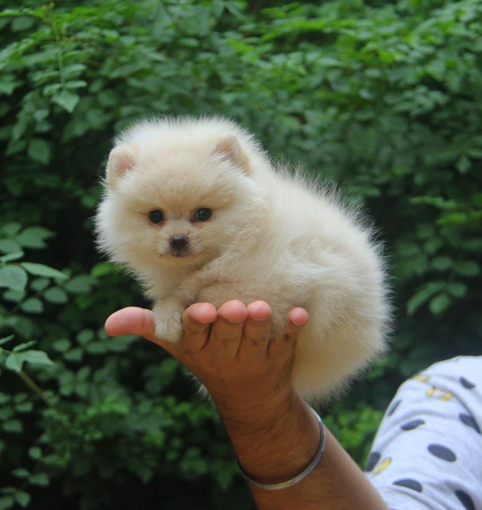 Purchase KCI Registered Toy Pomeranian Puppy from Jaipur